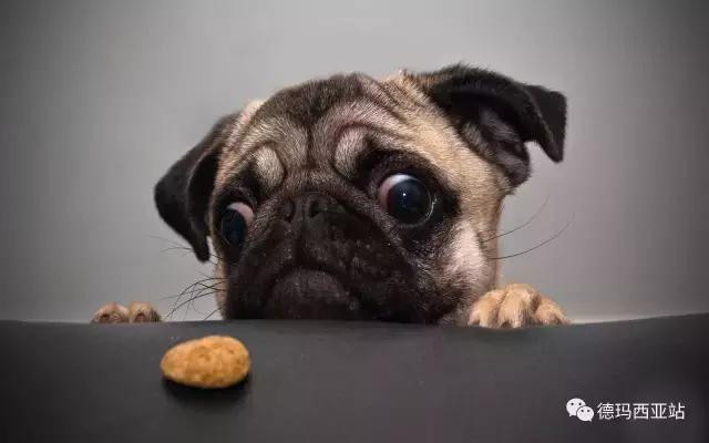 LOL拳头这次设计的哈巴狗大嘴，撸友们给几分