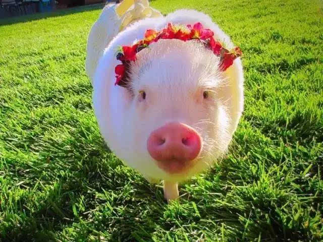 迷你猪好养吗,迷你香猪真的长不大嘛