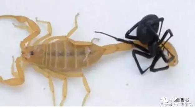 世界上最毒的蝎子vs最毒的蜘蛛,世界上最毒的蜘蛛对战蝎子