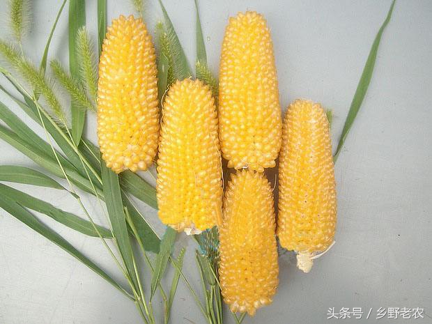 价格便宜又高产玉米种,转基因玉米和非转基因玉米哪个好