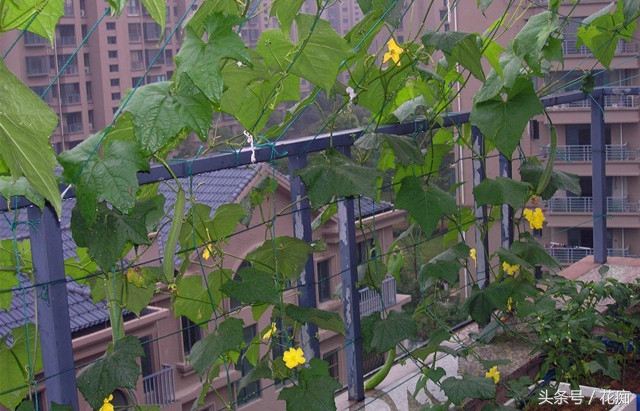 蔬菜也能开花吗,蔬菜种出来的花好看吗