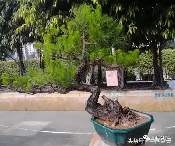 山松移植后黄叶,山松下山桩一月份怎么黄叶了