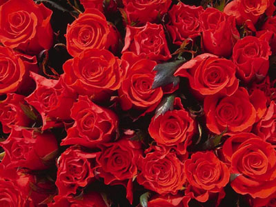 这些花长得极丑镇宅又养人,这些不起眼的花你见过吗