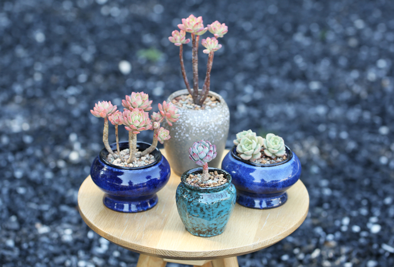 多肉修根用什么土好养活,多肉修根上盆多久可浇水