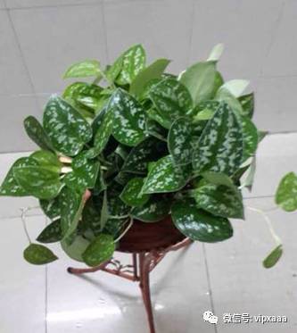 绿萝叶子黄了什么原因造成的,绿萝的叶子会变黄的原因