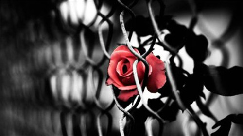 袭人出嫁的悲伤,袭人的委屈求全