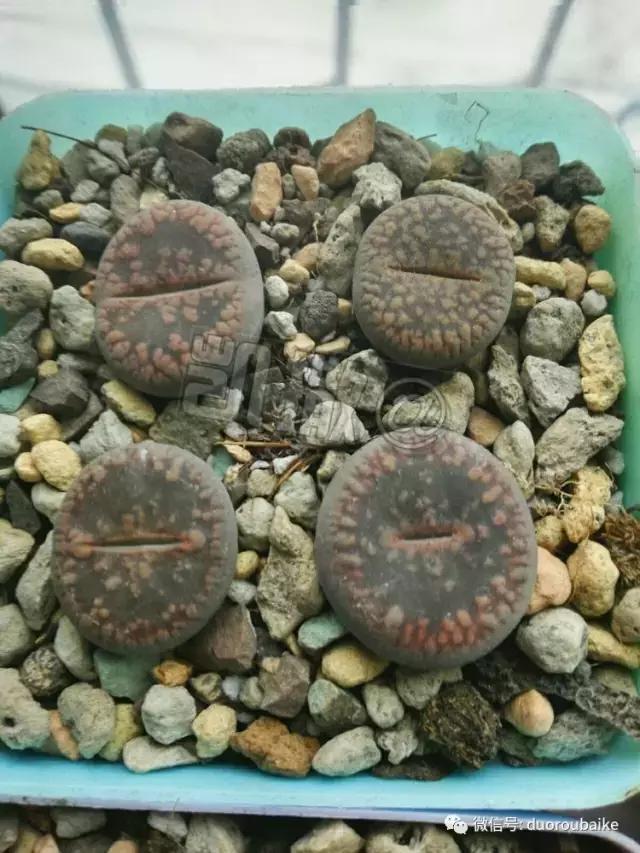 花能解语还多事的读音,一年生石花养护