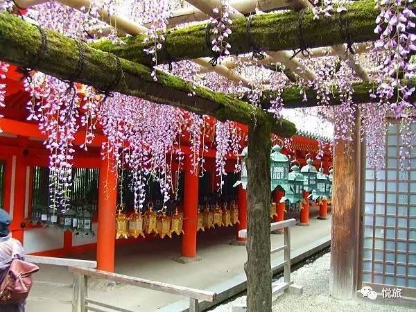 日本紫藤花美景,日本最浪漫的紫藤