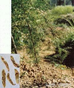 手绘中草药图谱,东北中草药图谱