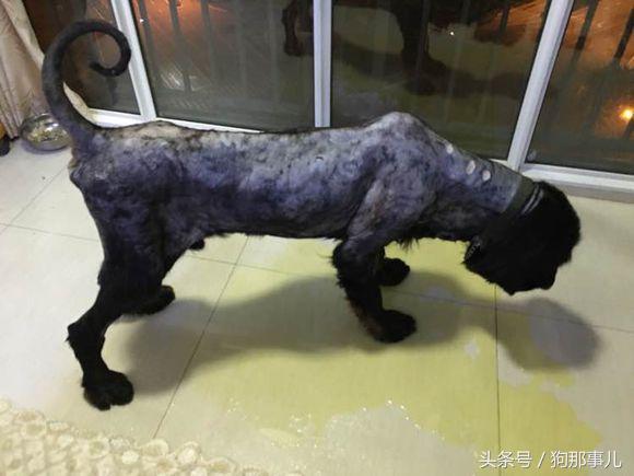 藏獒是不是对主人很温顺,藏獒忠诚护主吗