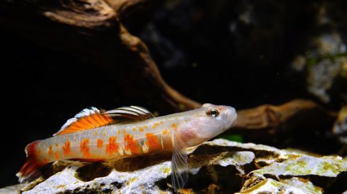 常见原生缸鱼,广西常见原生鱼