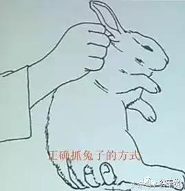 养兔技术及方法,养兔技术与兔疾病防治顺序流程