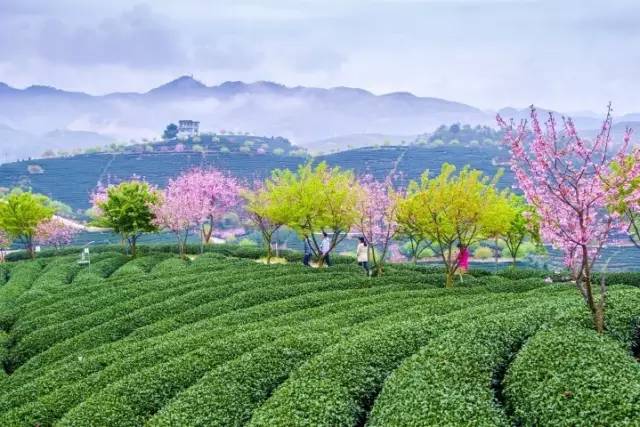 漳平茶山樱花,漳平樱花园景点