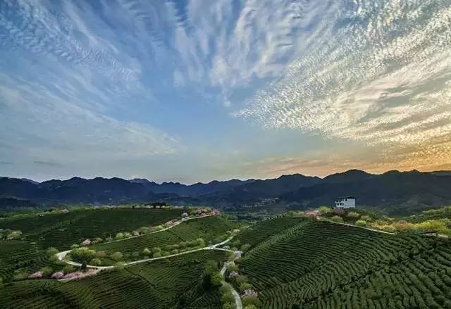 漳平茶山樱花,漳平樱花园景点