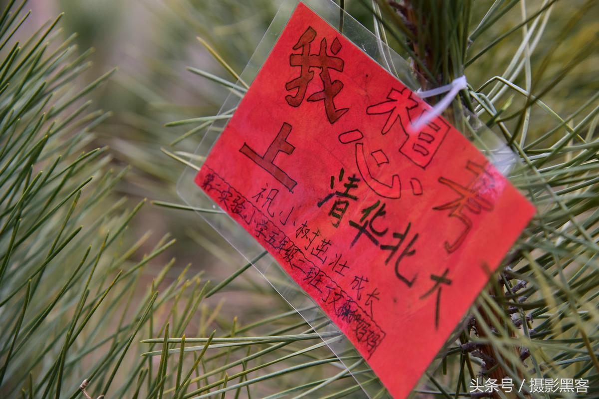 义务植树与创建森林城市,共建文明城市小学生