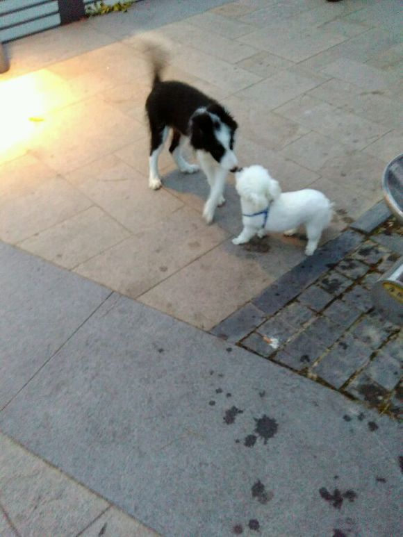 科普知识的狗狗动画片,科普狗狗肢体语言