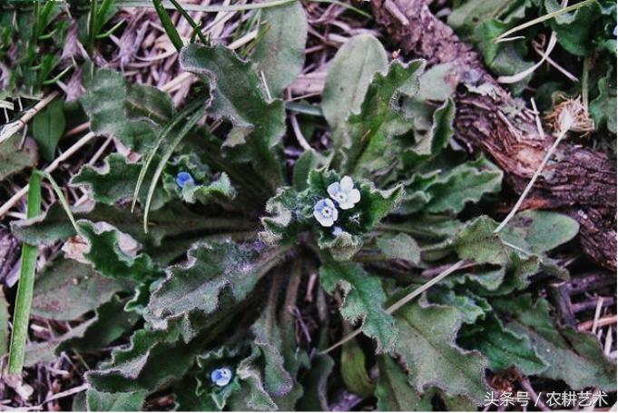 农村中草药图片大全之痔疮用药