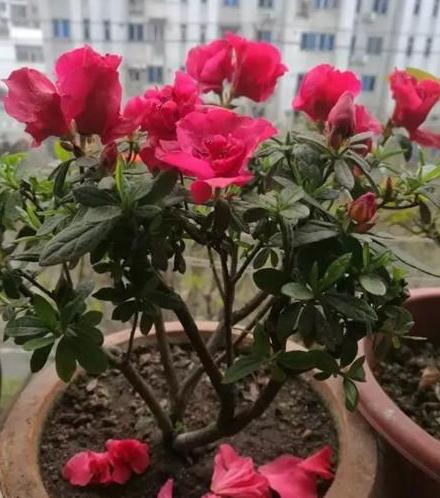 枯萎的花不能要了就该扔到垃圾桶,这五种花千万不要买