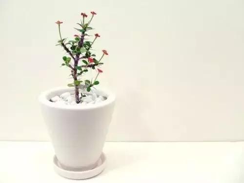 十大室内最好养活的绿植排行榜,绿植大全1000种