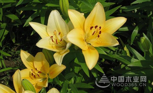 香水百合怎么养？香水百合价格多少？｜香水百合图片