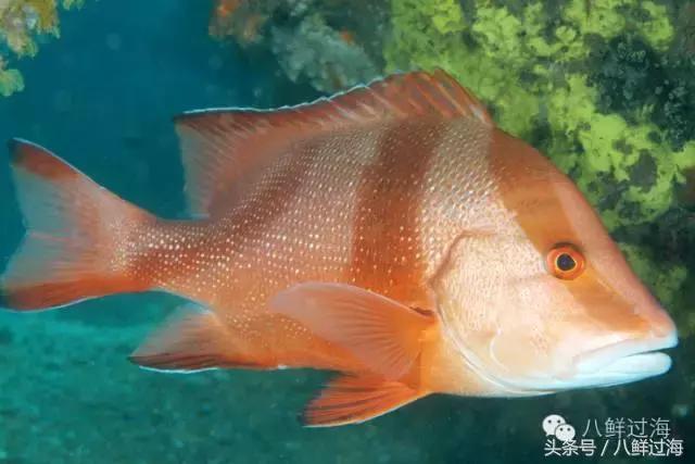 去澳大利亚你能吃到什么特色海鲜？值得收藏的吃货指南