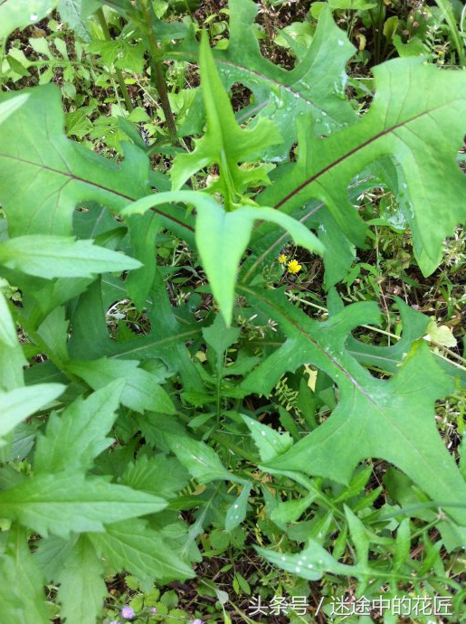 终于到了万物苏醒的春天,农家的野菜等着端上你家的餐桌(二)