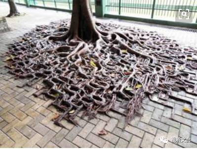 广南居民区停水，原是树根水管“太缠绵”，一使劲水管被挤“哭”了