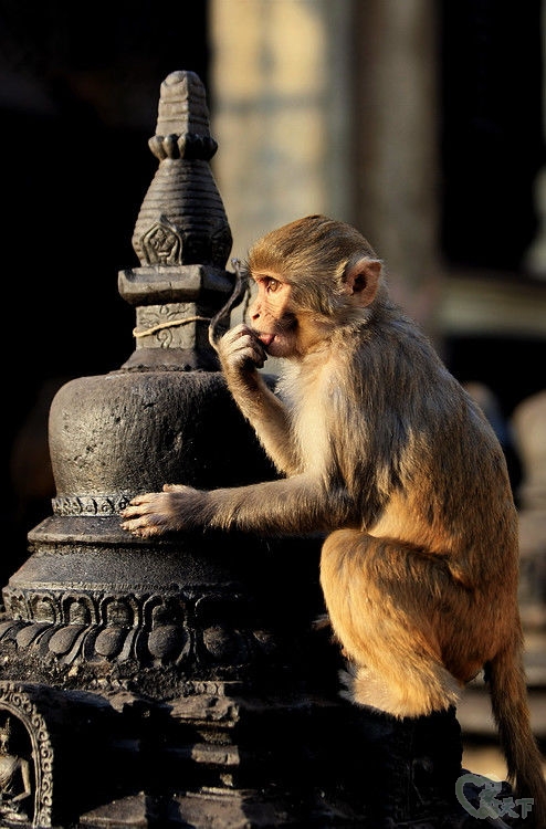 经典尼泊尔纪实旅行,西藏尼泊尔行摄