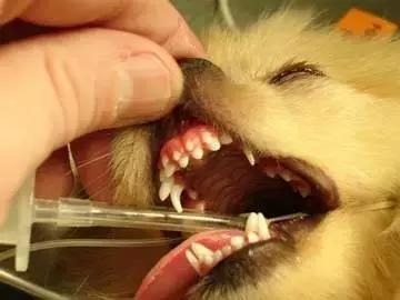 狗狗双排牙有什么影响吗,狗狗长了双排牙可以自行脱落吗