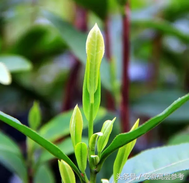 安徽石台有什么特色美食,安徽石台县美食攻略