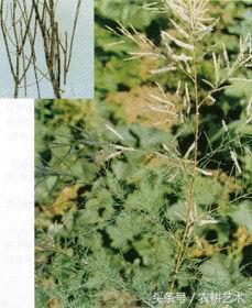 四川常用中草药图谱,茎块中草药图谱大全