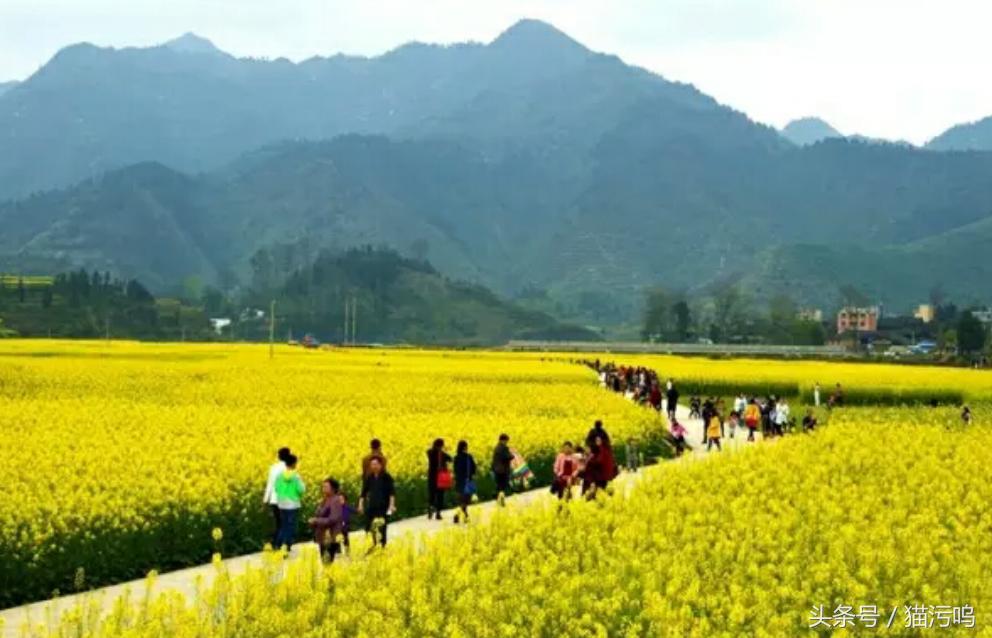 花的海洋让人心情愉悦,花的海洋真实图片大全