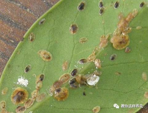 这几种虫子都不知道，怎么能养好花？