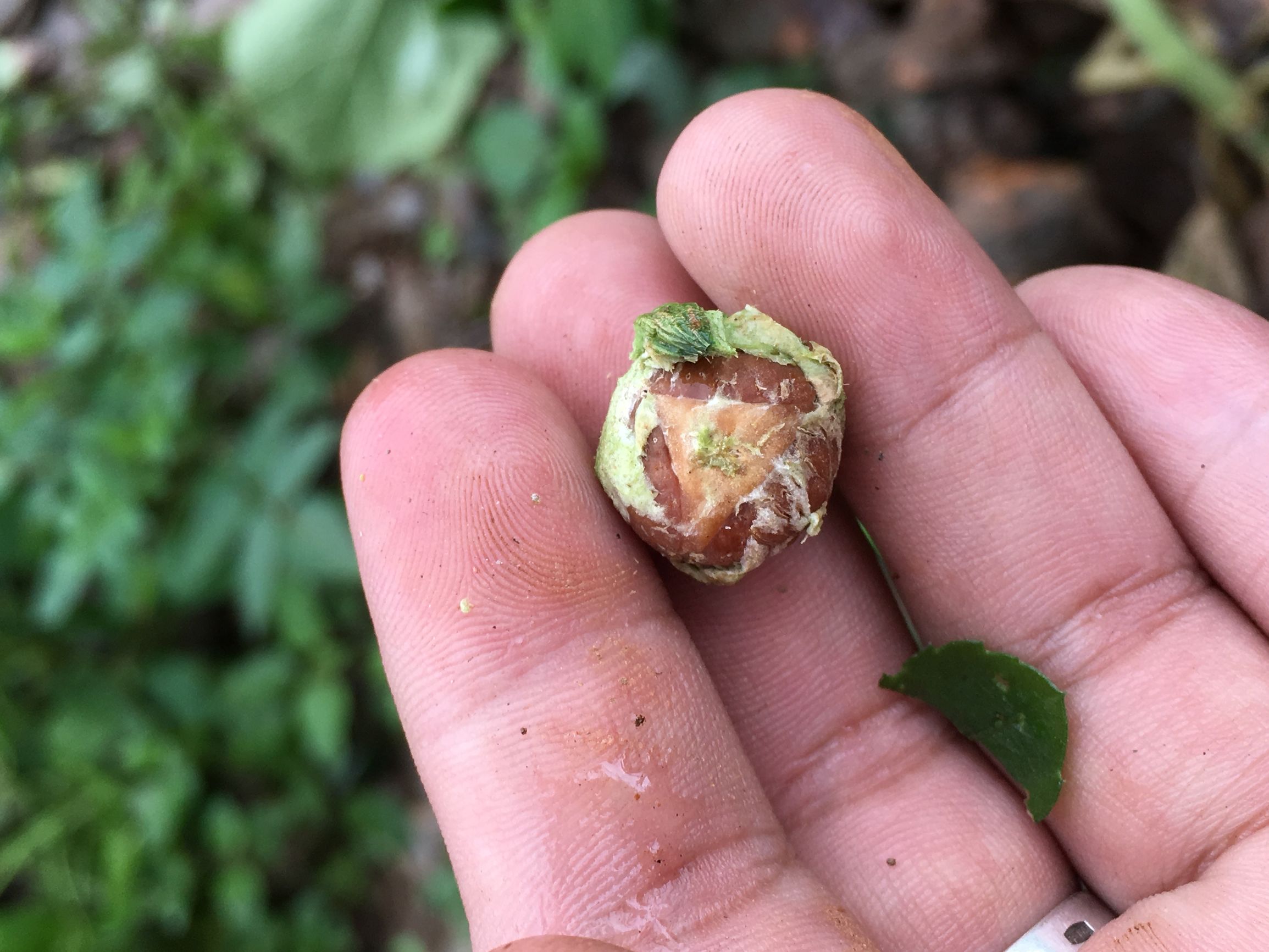 尼泊尔凤眼菩提手串入门级,尼泊尔藏式凤眼菩提怎么玩