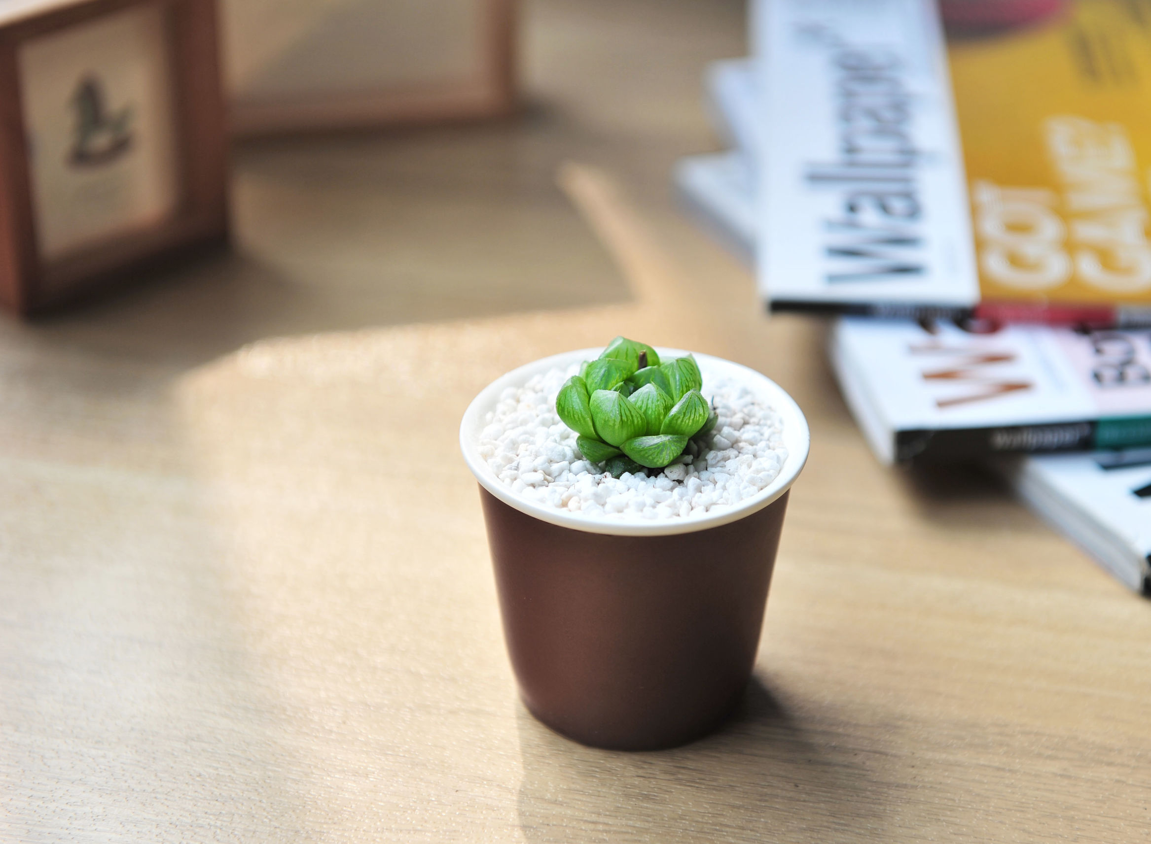 多肉修根用什么土好养活,多肉修根上盆多久可浇水