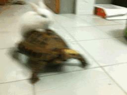 小兔砸月亮,小兔砸崽子