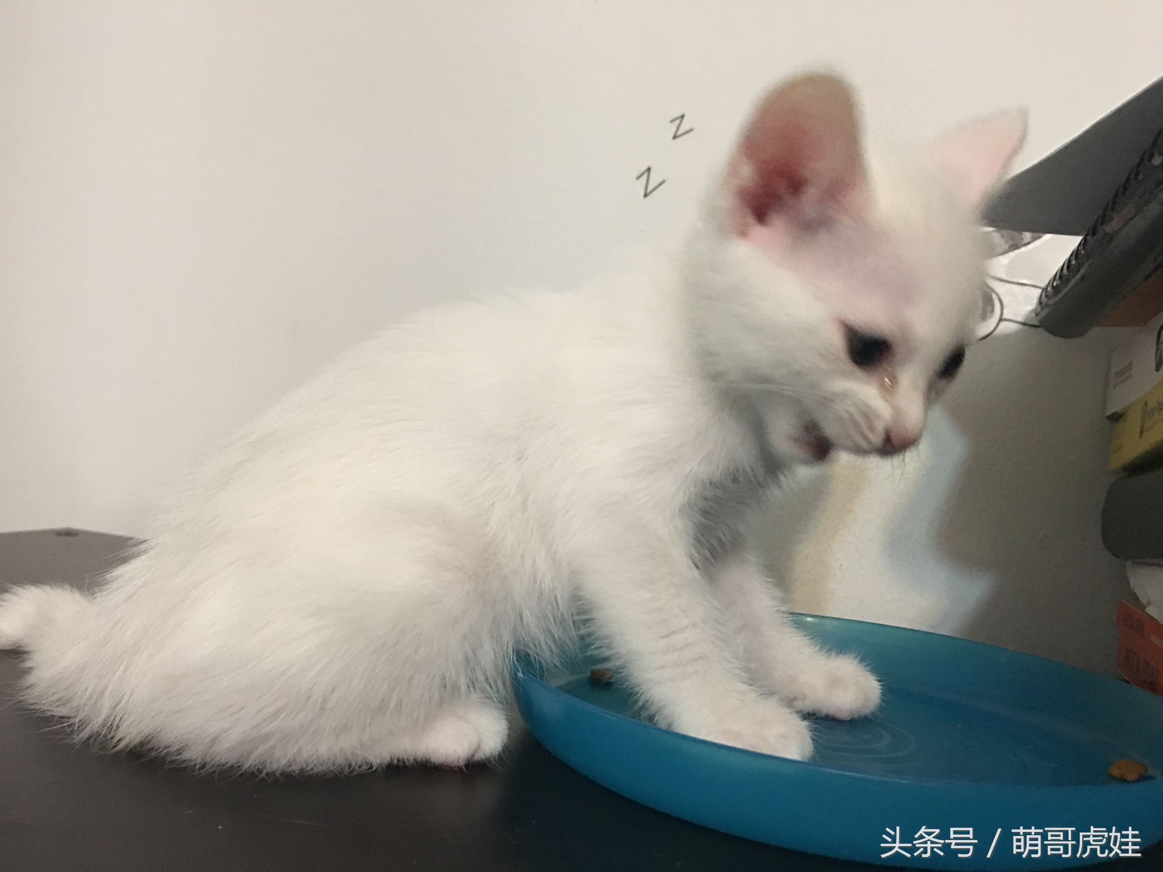 小奶猫第一次吃猫粮,小奶喵吃零食视频