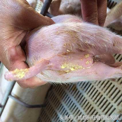 母猪产后三天仔猪拉稀是什么原因,哺乳期仔猪拉稀喂什么药给母猪