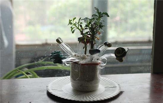 如何用塑料瓶做花盆图解,怎么用塑料瓶做花盆图解