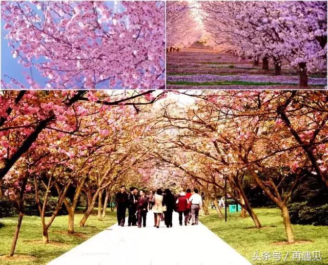 樱花季攻略,樱花季攻略赤丸