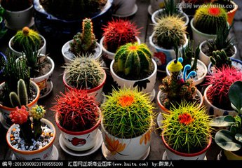 盆栽植物怎样预防死,家里什么植物最好养活不会死