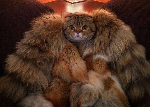 东北人都说东北话是哪首歌里的,全世界都在说东北话外国版