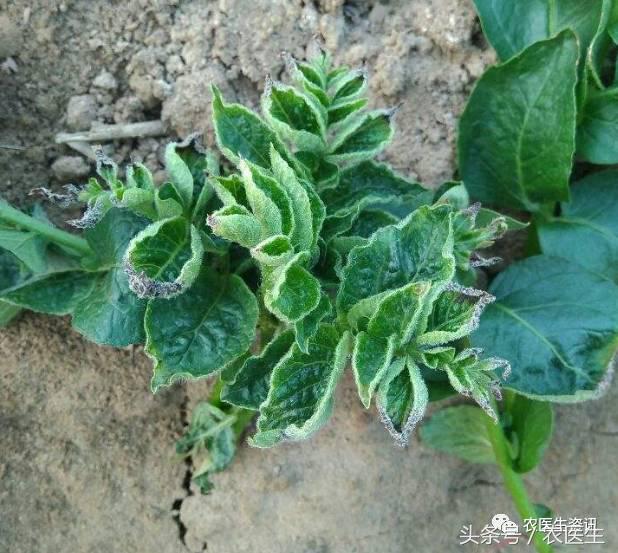 白菜被虫子咬怎么治,新种的白菜被虫咬怎么办