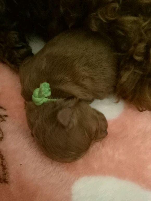 泰迪狗狗超过预产期还没生怎么办,怀孕的泰迪40天没有肚子