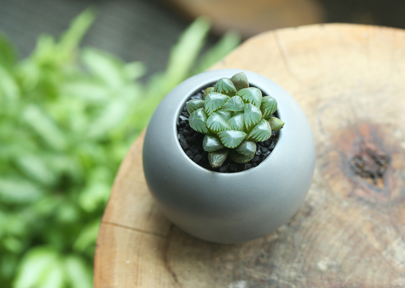 多肉修根用什么土好养活,多肉修根上盆多久可浇水