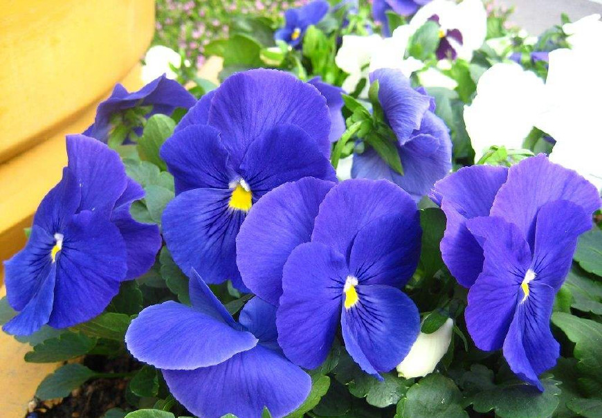 三色堇庭院图片,三色堇可食用盆栽