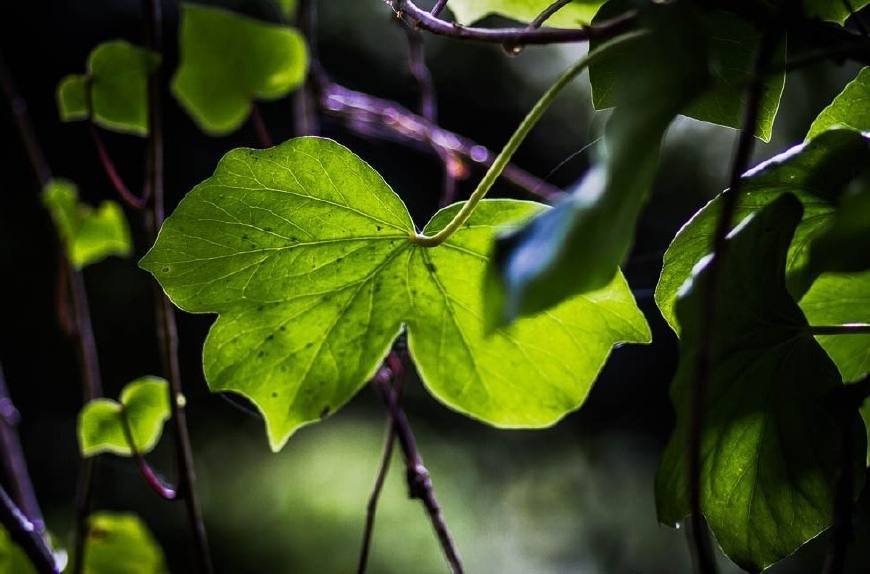 常春藤可以栽在假山上吗,心形常春藤盆栽