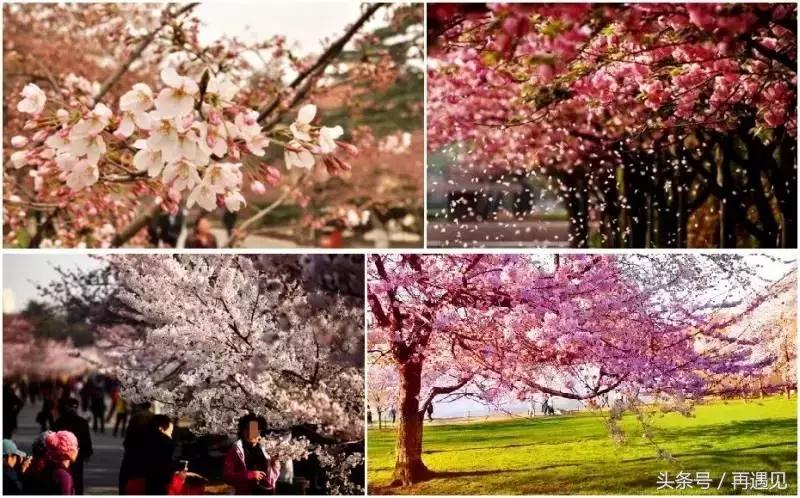 樱花季攻略,樱花季攻略赤丸