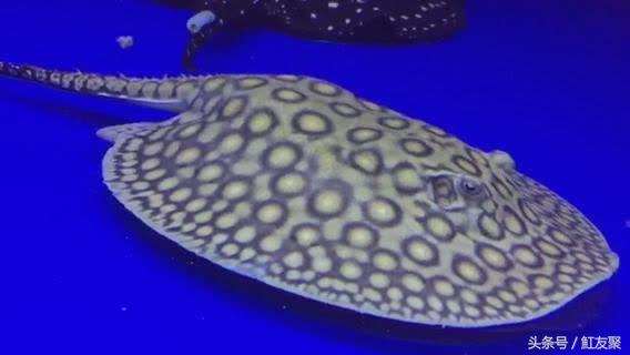 买鱼买大鱼还是鱼苗好,买鱼苗好还是买大鱼繁殖好