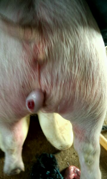 仔猪疝气怎样辨别,割仔猪疝气的正确方法